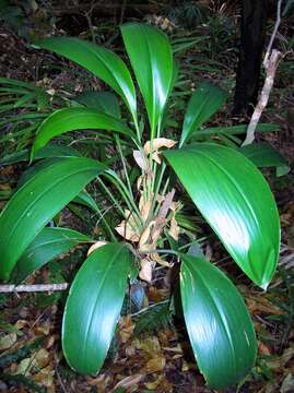 Image of Cordyline manners-suttoniae F. Muell.