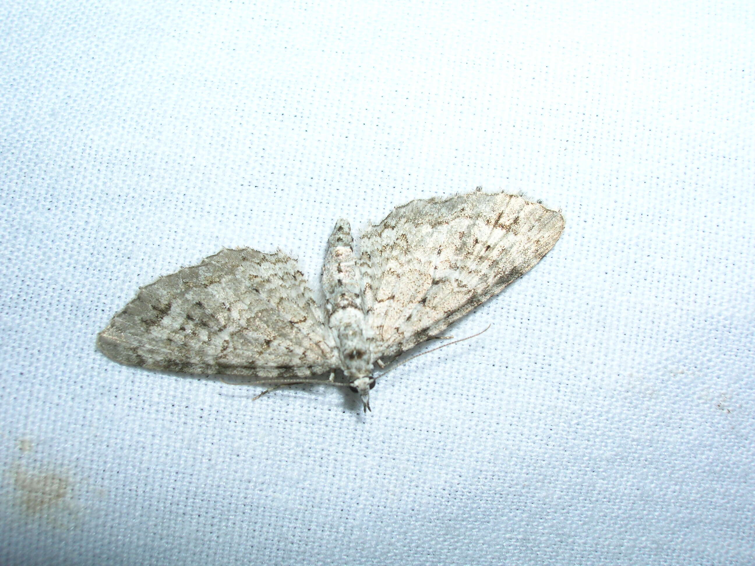 Image of Eupithecia monticolens Butler 1881