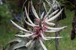 Image of Tillandsia streptophylla Scheidw.