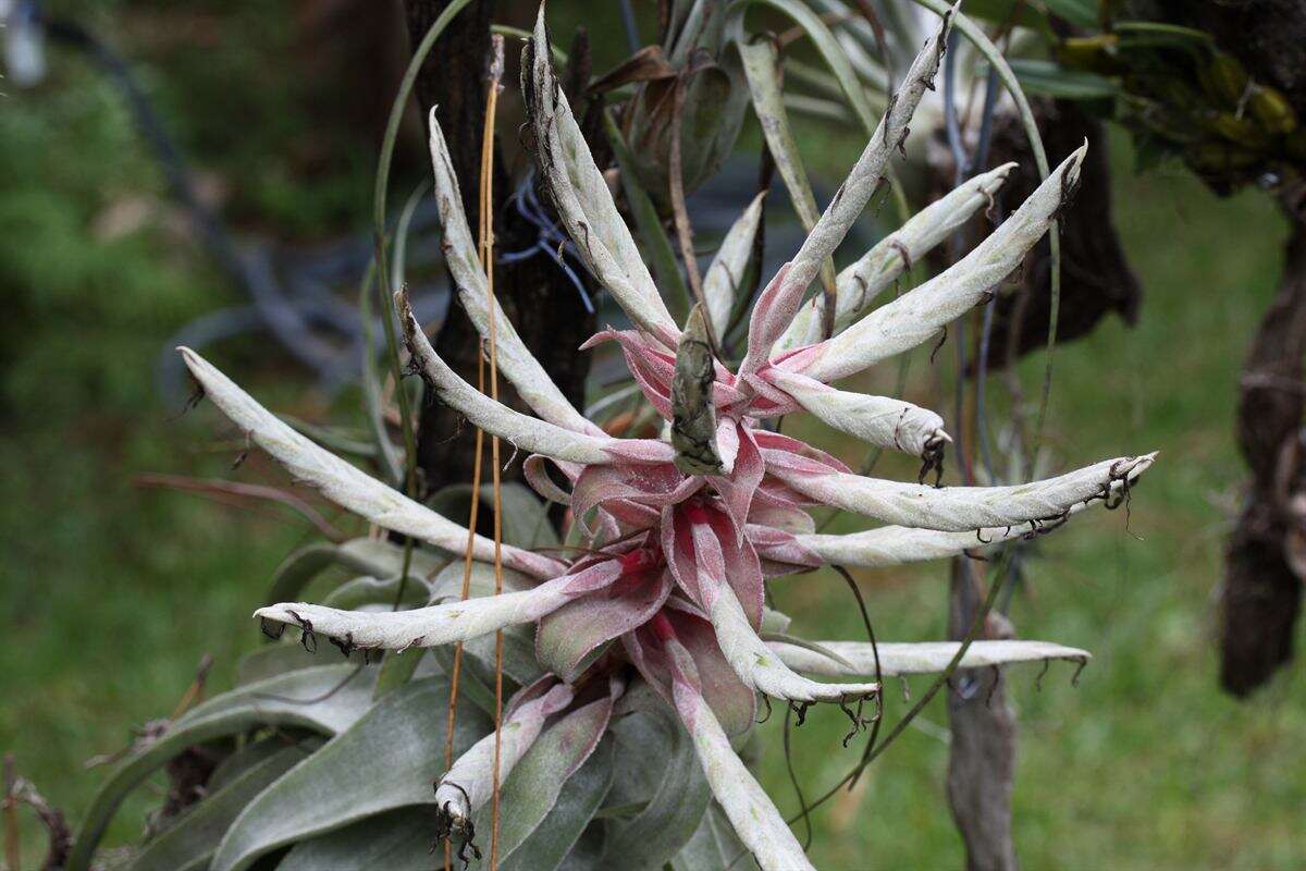 Слика од Tillandsia streptophylla Scheidw.