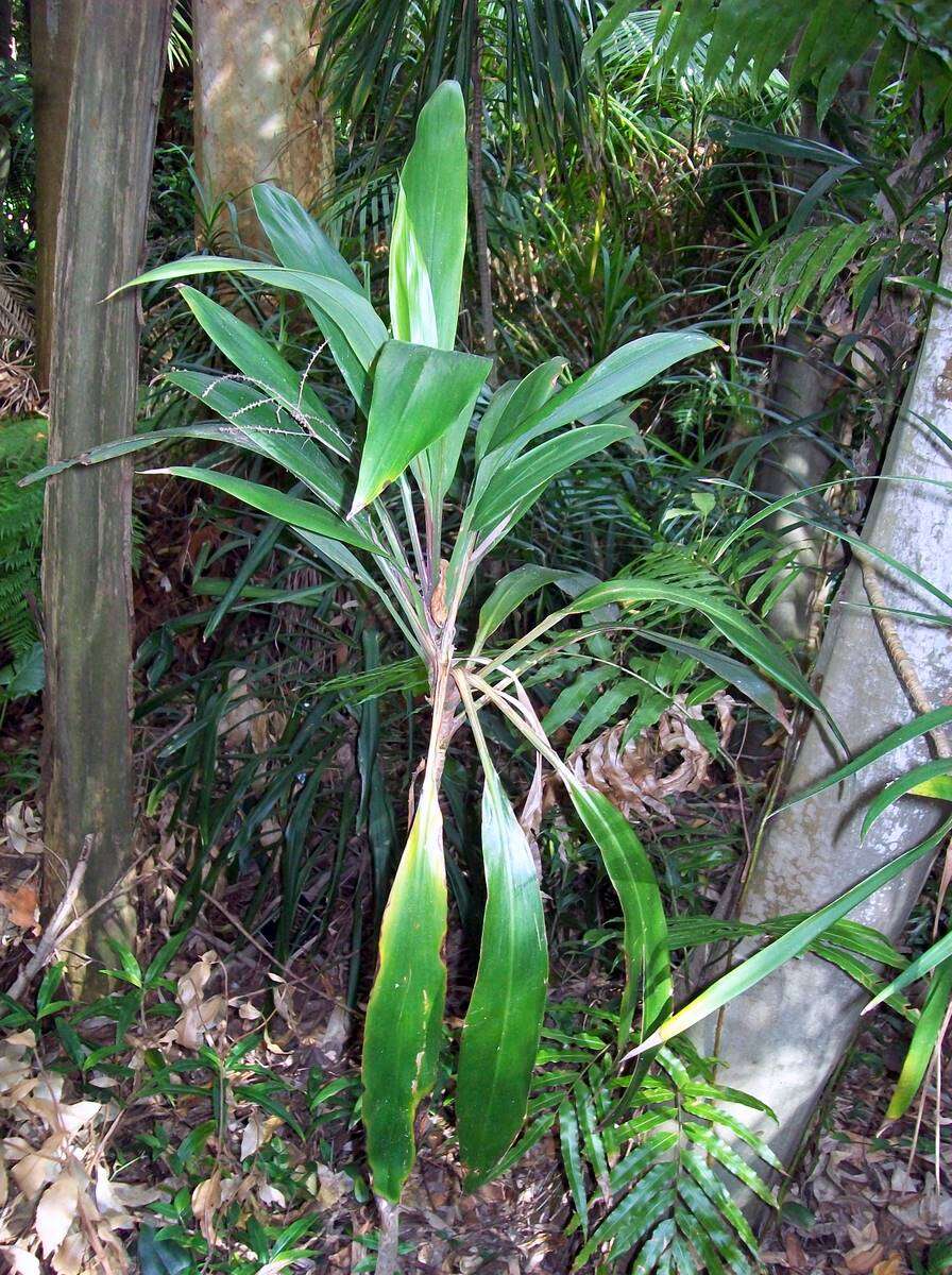 Image of Cordyline cannifolia R. Br.