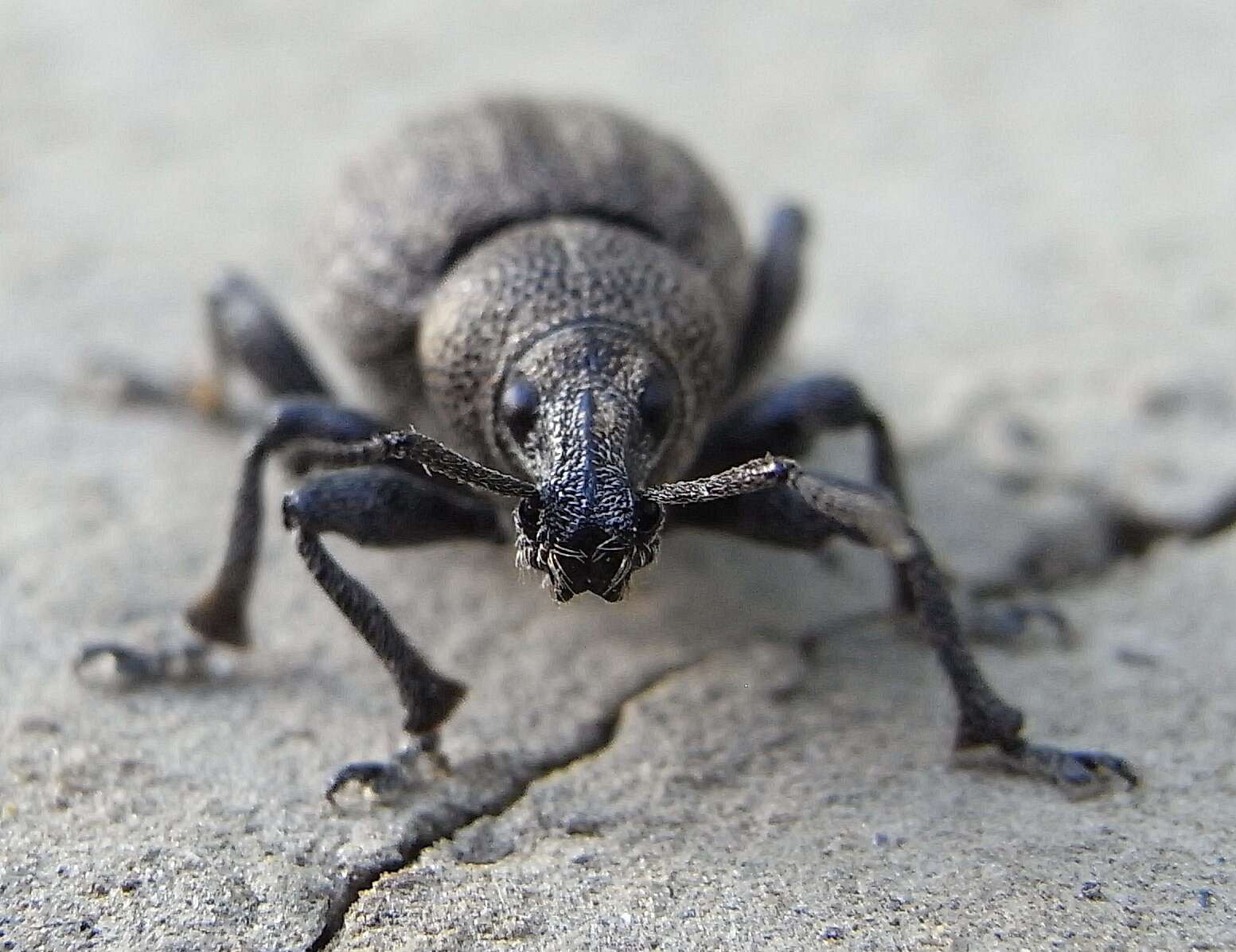 Image of lovage weevil