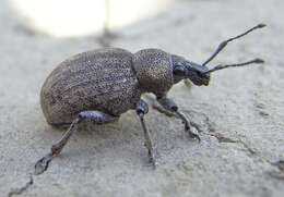 Image of lovage weevil