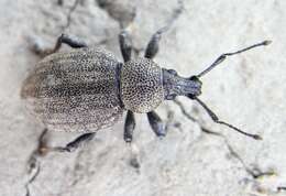 Image of lovage weevil