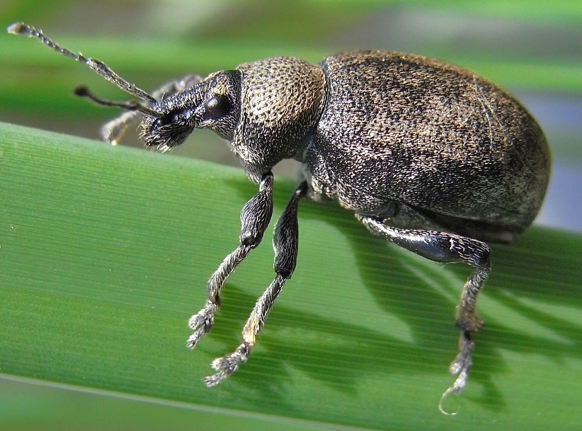 Image of lovage weevil