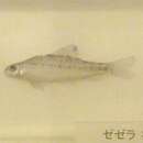 Sivun Biwia zezera (Ishikawa 1895) kuva