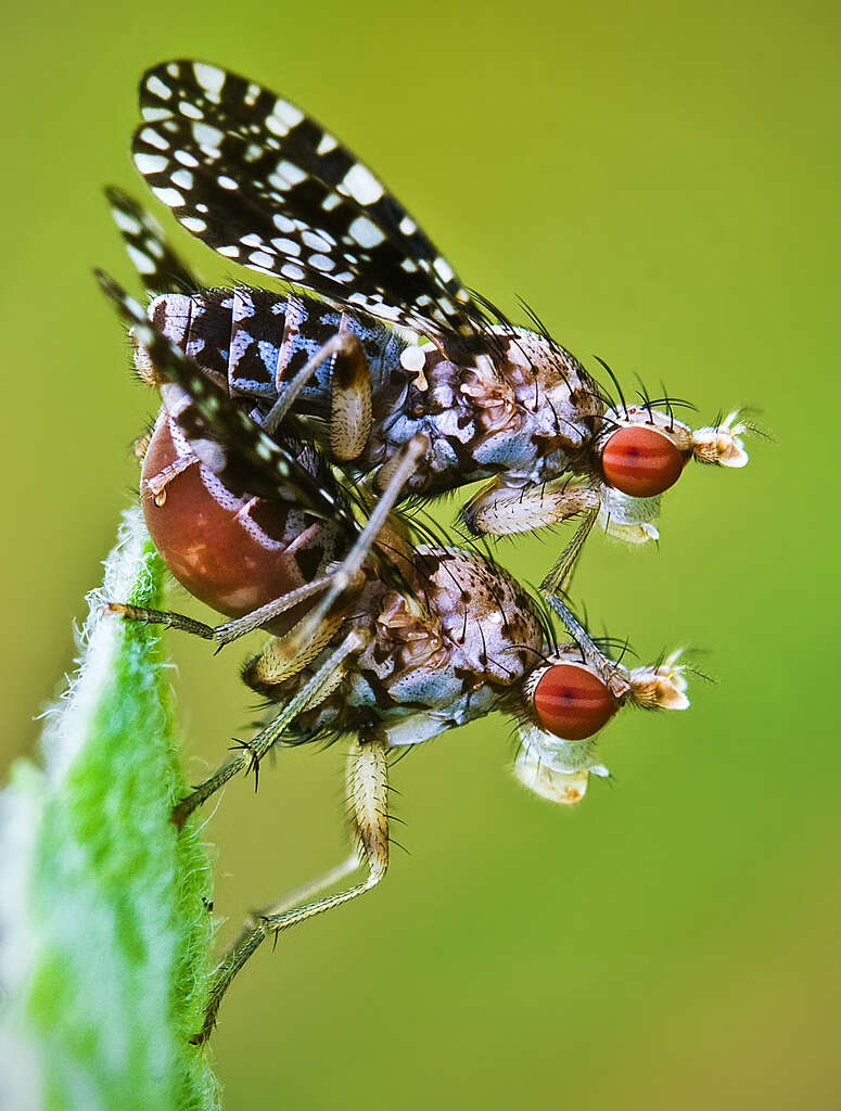 Image of Trypetoptera punctulata (Scopoli 1763)