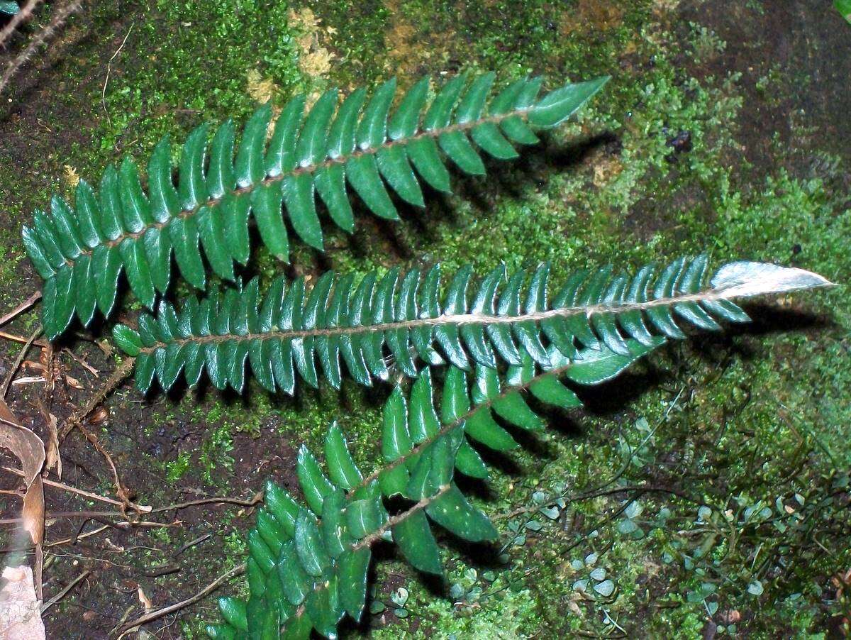 Image of Pellaea nana (Hook.) Bostock