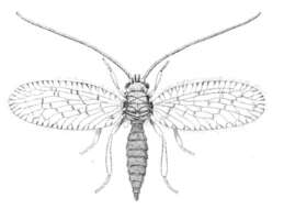 Image of Psectra diptera (Burmeister 1839)