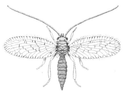 Image of Psectra diptera (Burmeister 1839)