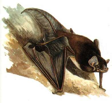 Image of Gould's Long-eared Bat