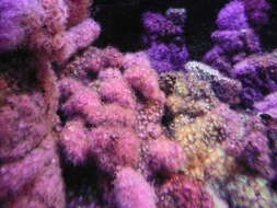 Image of Jewel anemone