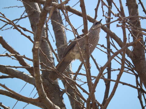 Image of Black-lored Babbler