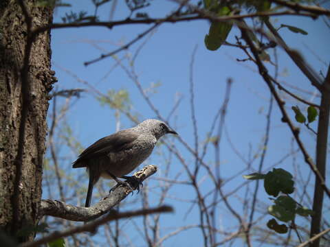 Image of Black-lored Babbler