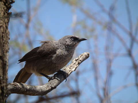 Image of Black-lored Babbler