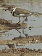 Image of African Three-banded Plover