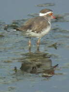 Image of African Three-banded Plover