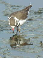 Image of African Three-banded Plover