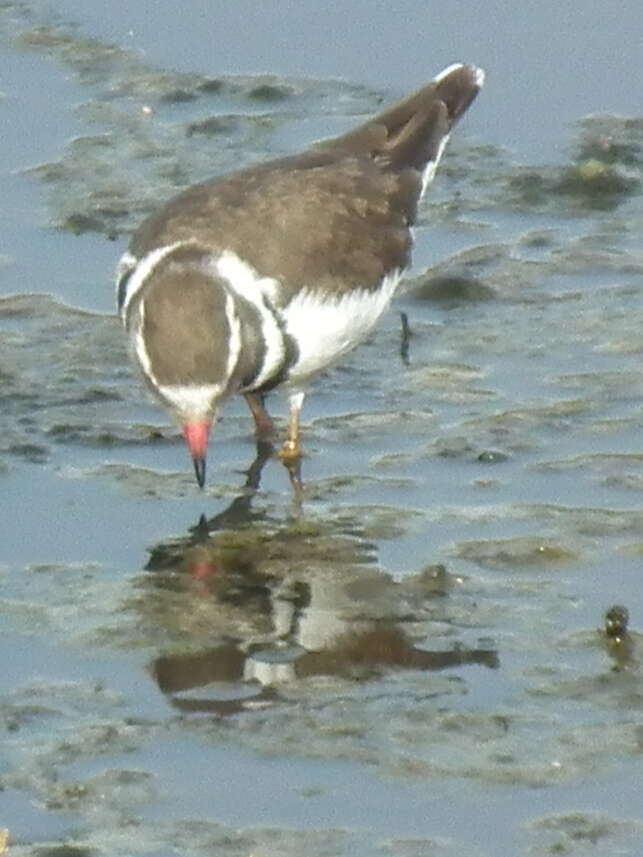 Image of African Three-banded Plover