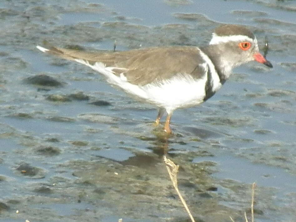 Image of African Three-banded Plover