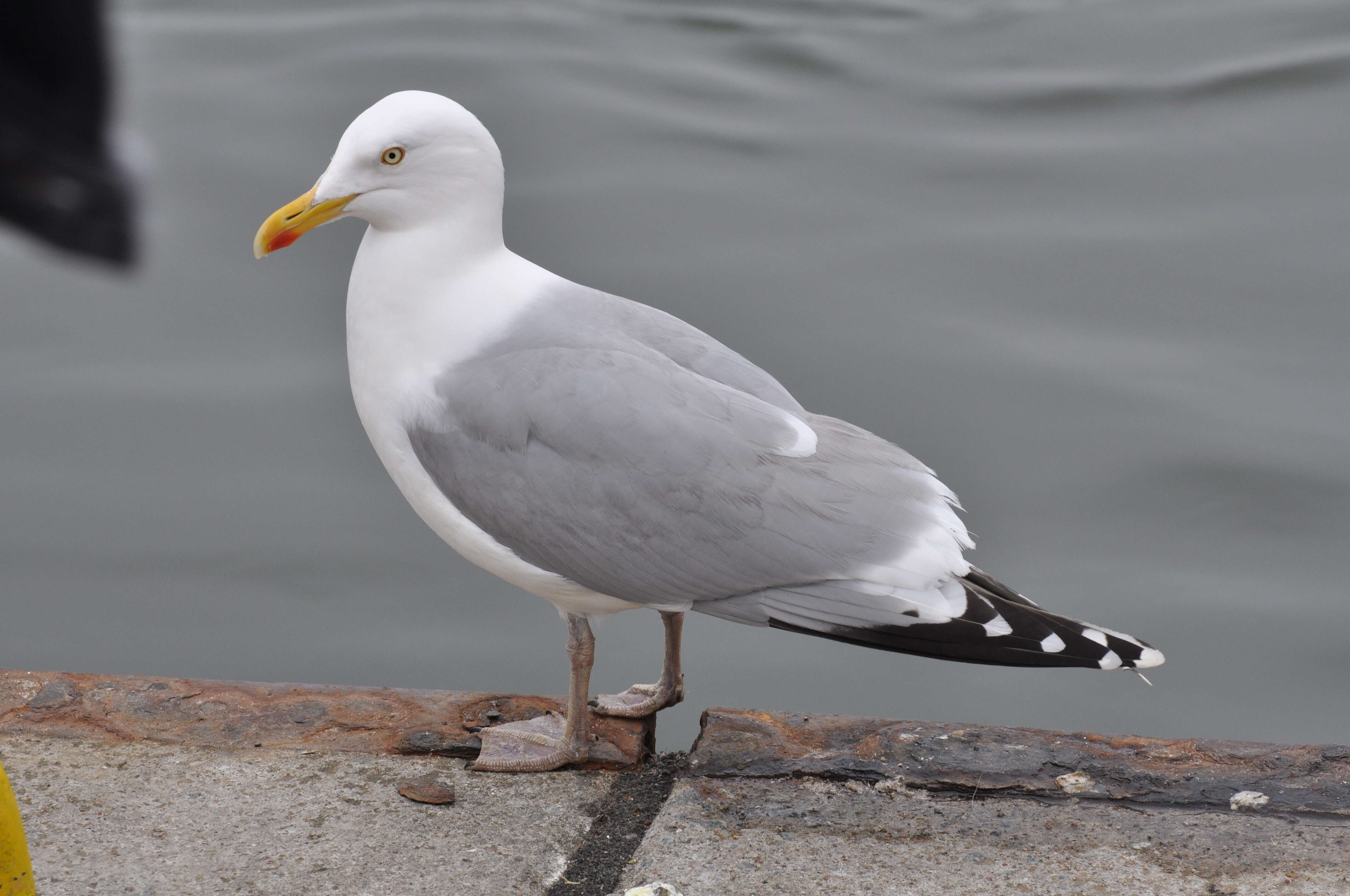 Image of European Herring Gull