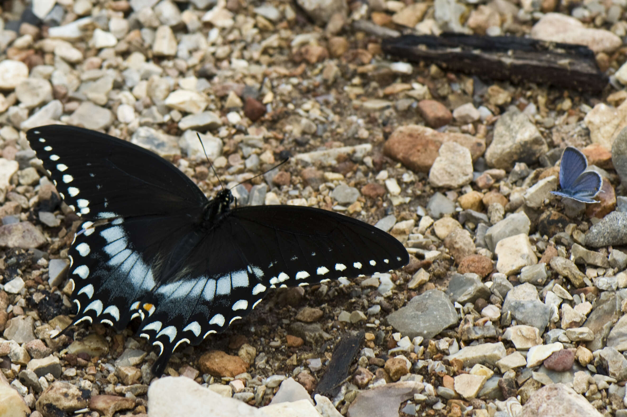 Image of Spicebush swallowtail