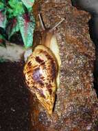 Image of Achatina reticulata