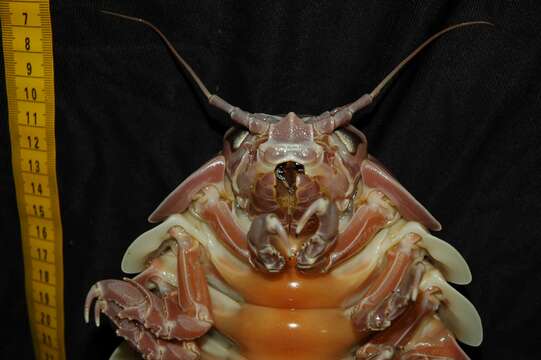 Image of Giant Isopods