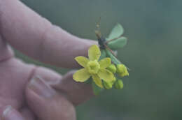 Imagem de Berberis morrisonensis Hayata