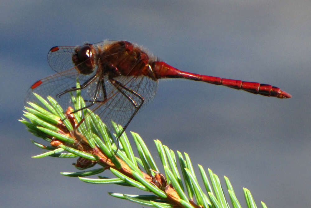 Image of Saffron-winged Meadowhawk