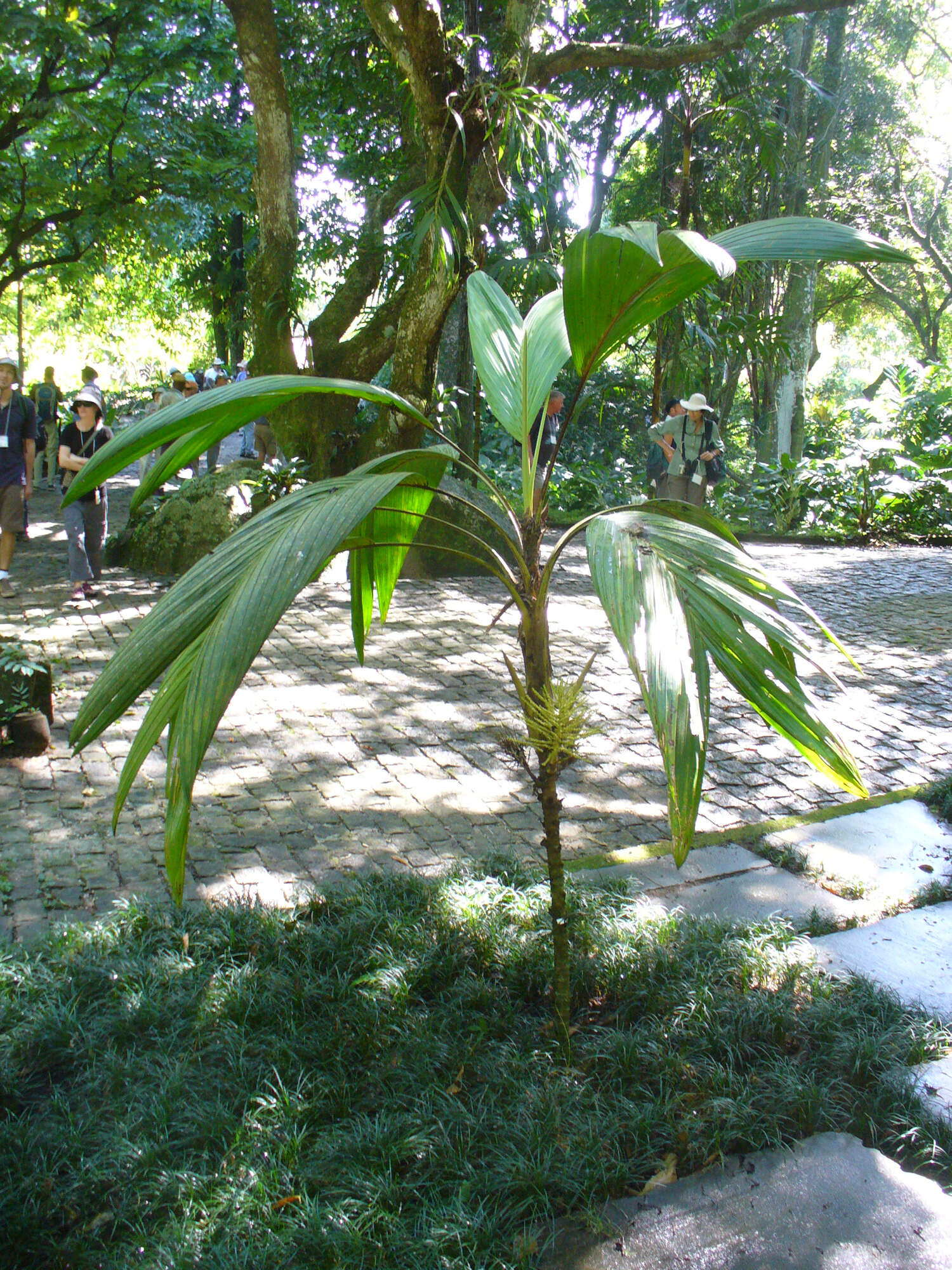 Image of Euterpe luminosa A. J. Hend., Galeano & Meza