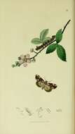 Image of peach blossom