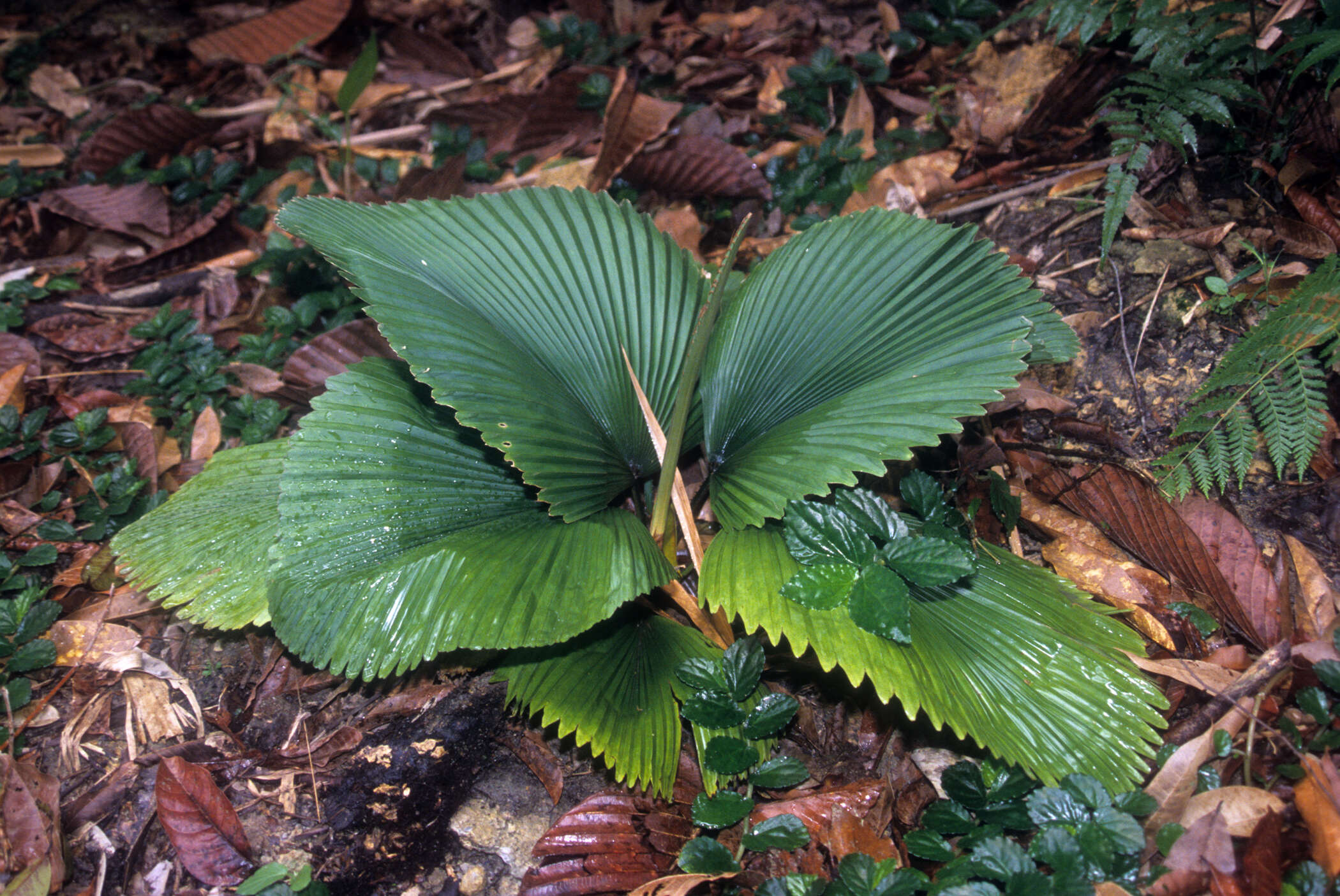 Image of Licuala orbicularis Becc.