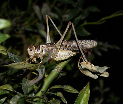 Image of Decticus albifrons (Fabricius 1775)