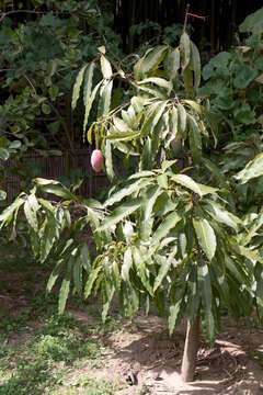 Image of Guinea guava