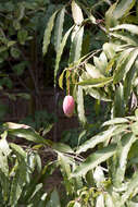 Image of Guinea guava