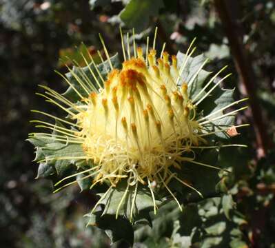 Image of Banksia undata A. R. Mast & K. R. Thiele