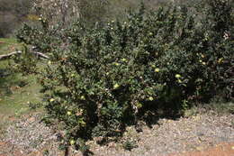 Image of Banksia undata A. R. Mast & K. R. Thiele
