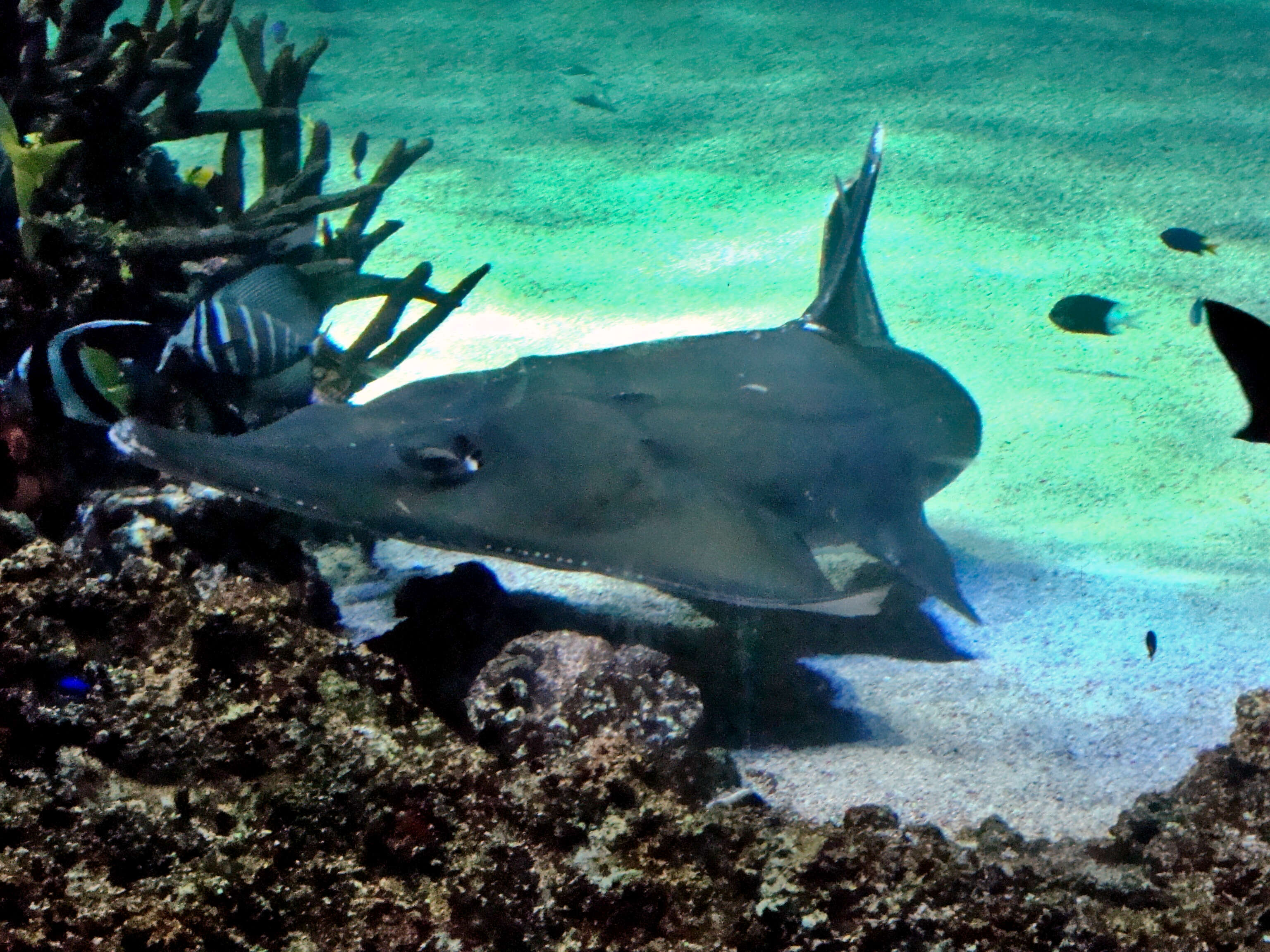 Image of White-spotted Guitarfish