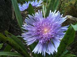 Image of Stokesia