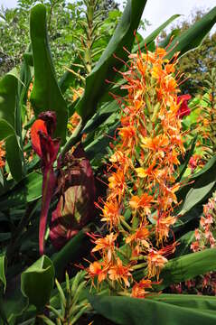 Image of Hedychium coccineum Buch.-Ham. ex Sm.