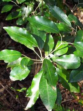 Image of Acronychia wilcoxiana (F. Müll.) T. G. Hartley