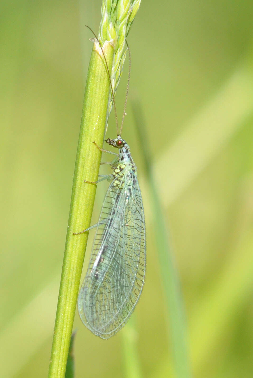 Image of Green lacewing