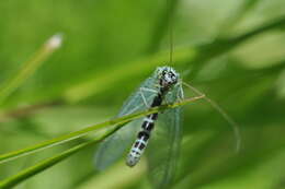 Image of Green lacewing