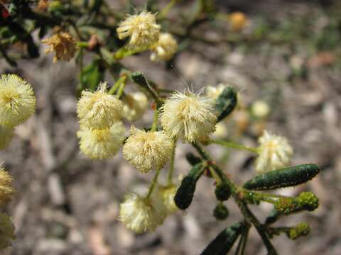 Imagem de Acacia aspera Lindl.