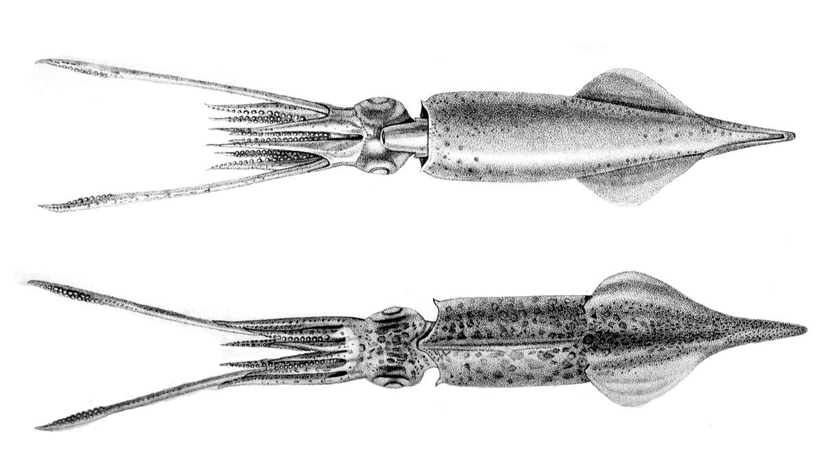 Sivun Alloteuthis media (Linnaeus 1758) kuva