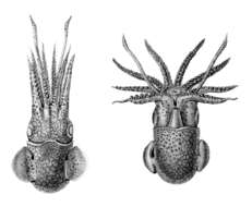 Plancia ëd Sepiola rondeletii Leach 1817