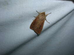 Image of Moth