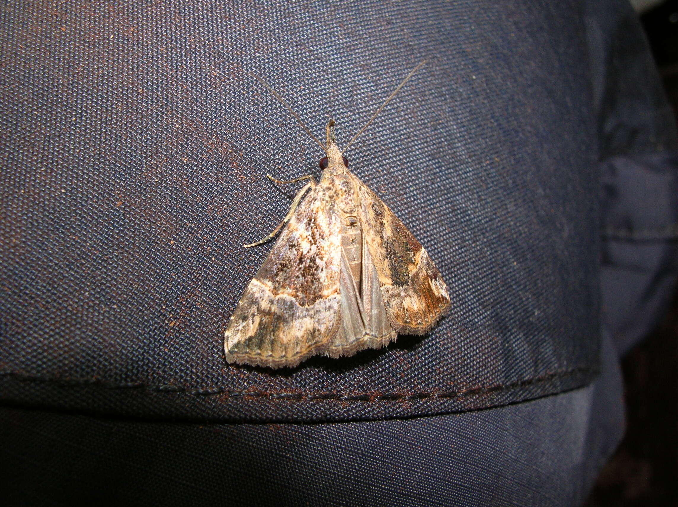 Image of Moth