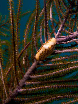 Image of Flamingo tongue snail